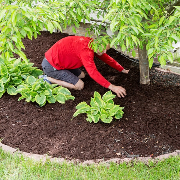 mulch installation the general rule of thumb is to apply a 2-3 inch layer of mulch, which typically equates to 1 cubic yard for every 100 square feet